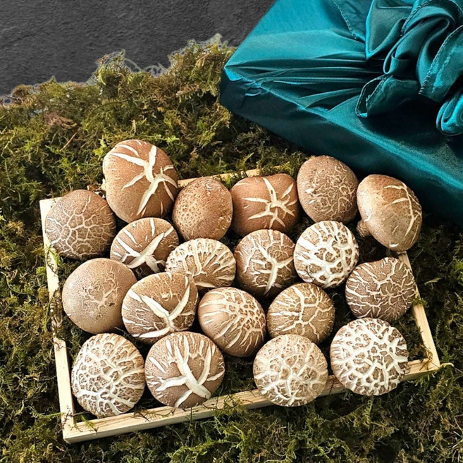 한울표고 특상품 백화고버섯 표고버섯 백화점 생 건조 최상품, 1세트, (특++)백화고 편백선물세트 800g,