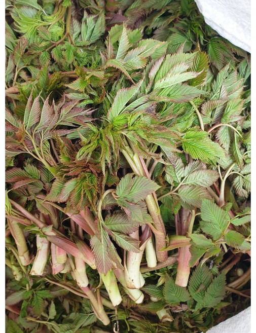 울릉도 삼나물 1kg 눈개승마 울릉도나물 [자연산], 1개