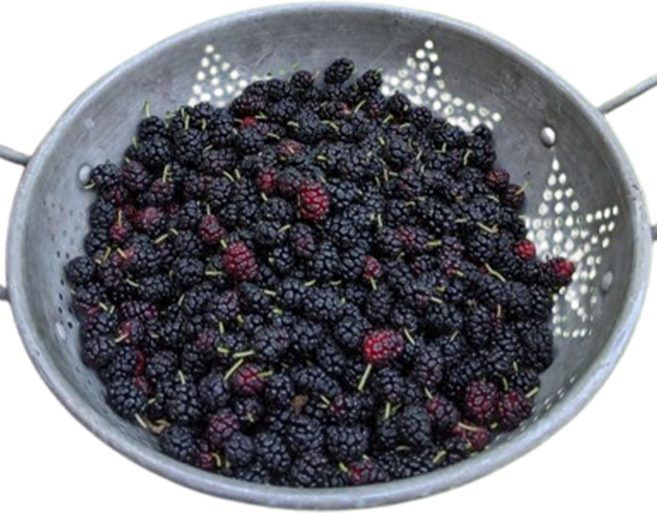 [억수로상회] 급냉 산지직송 생과로 즐기는 오디 (품종 : 과상 2호 특품), 1개, 4kg