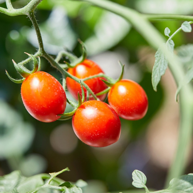 애플 스테비아 방울 토마토 샤인 마토, 500g, 4개