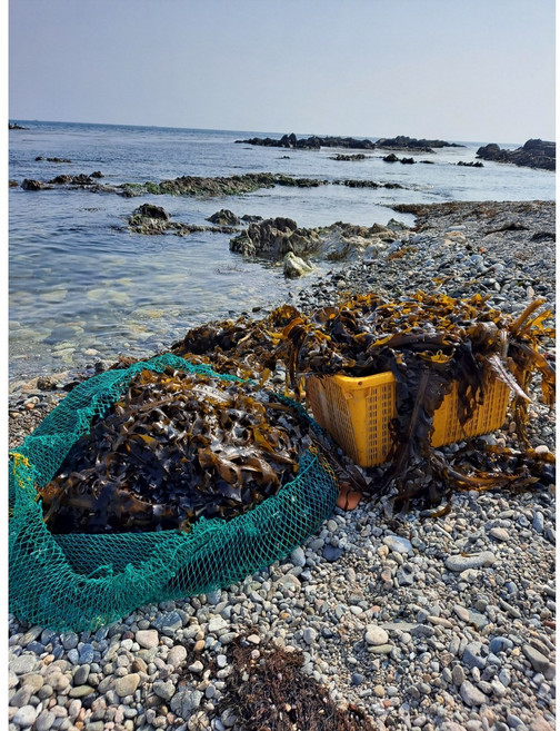 자연산 돌미역 해녀 미역 산모미역 동해안 구룡포 돌미역, 500g 진공포장 1+1, 500g, 1개