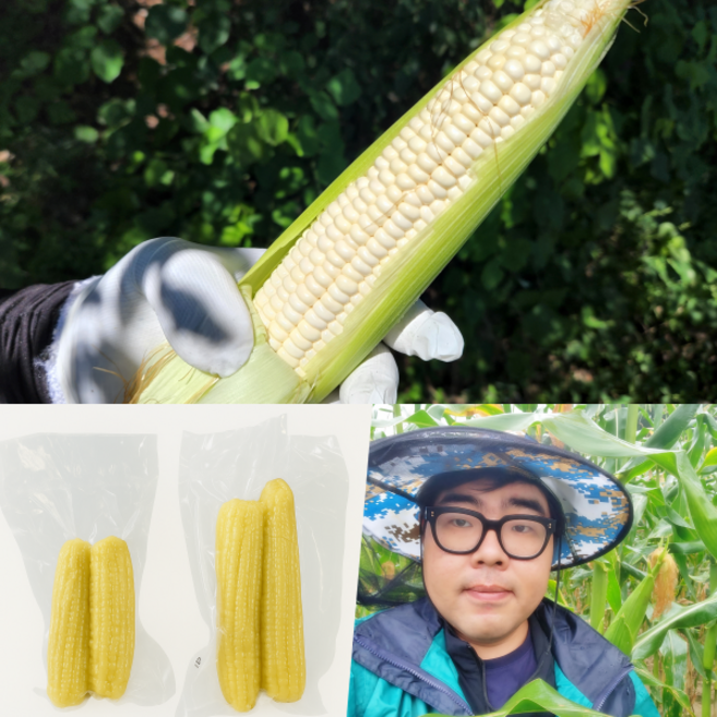 [100%당일수확]강원도 홍천 미백 찰옥수수 삶은 냉동 강산농원, 200g, 삶은 미백 특품 17cm이상, 12개