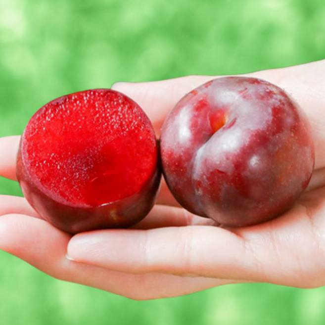 [선녀골자두] 자두명가 상위1%꿀자두 벌꿀맛 체리자두, 1박스, 1kg