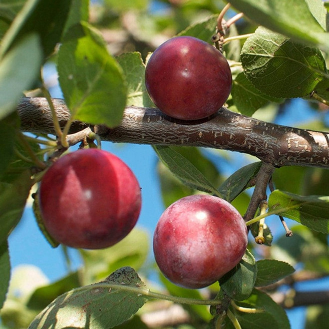 플럼코트 살구나무 나무 묘목 3년생 R2-3점 4년생 R3-4점 하모니 심포니 티파니 샤이니, 1개