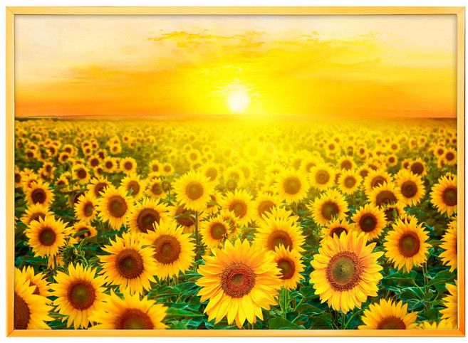 민트마켓 금빛해바라기A 금전운에 좋은 돈들어오는 해바라기 액자 개업선물 풍수인테리어, 골드