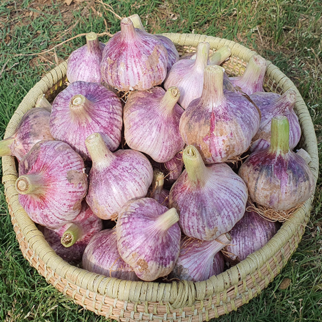자연강장 서산 장아찌용 마늘 풍미폭발, 1박스, 1kg