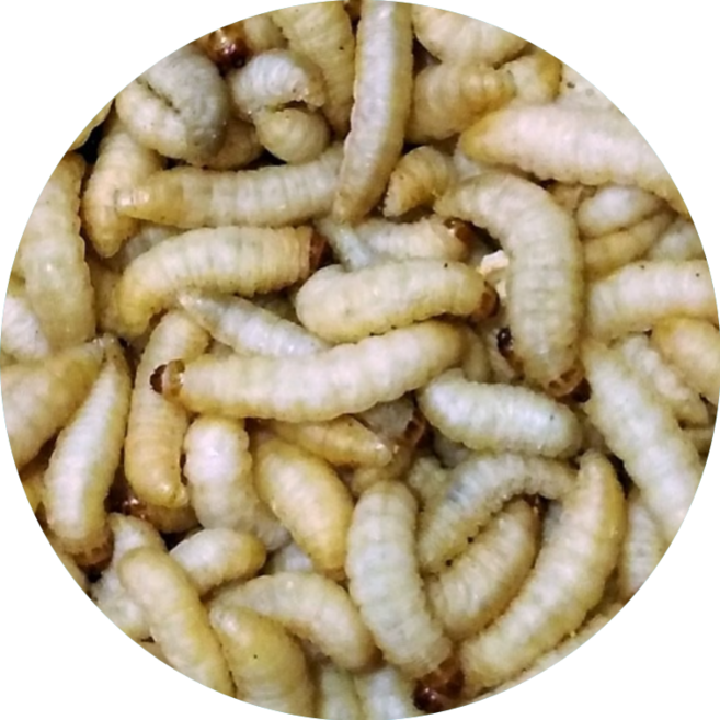 [NEW] 엔비 살아있는 허니웜 왁스웜 도마뱀 먹이용 밀웜 누에 대체 급여 영양식, 1세트, 10마리(소~중)