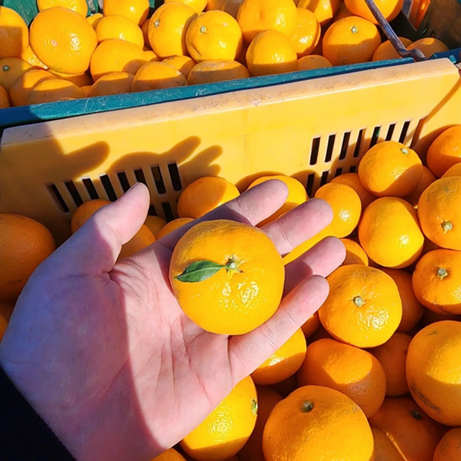 햇살담아팜 제주 고당도 노지감귤 조생귤 산지직송, 1박스, 3kg(소과)