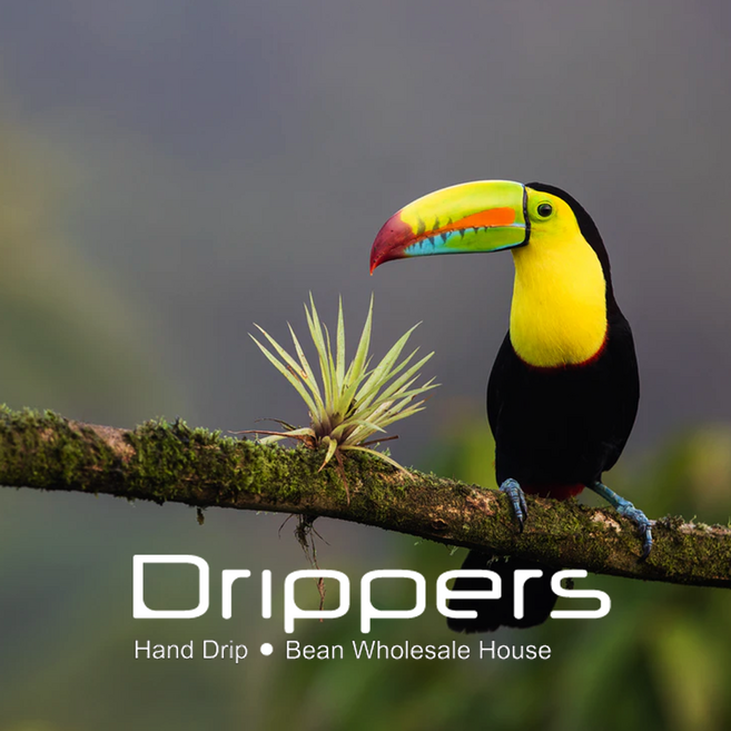 코스타리카 따라주 - 드립퍼스 로스팅 원두커피, 250g, 250g, 1개
