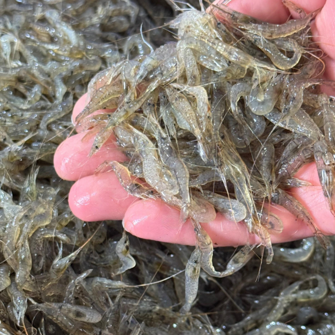 100% 국산 민물새우 급냉(토하 보리새우 새뱅이), 1개, 2kg