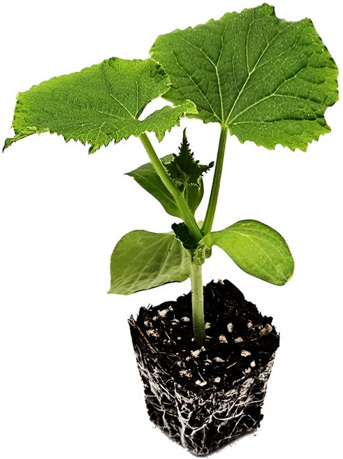 파머시카 오이 모종 주렁주렁 백다다기, 4개