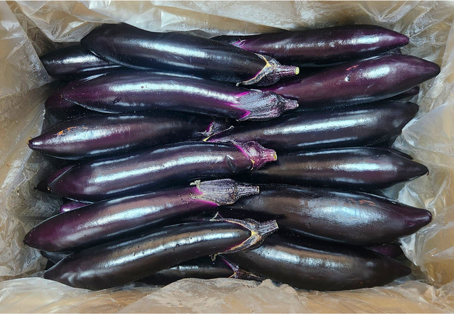 국내산 싱싱한 가지 [특품], 5kg