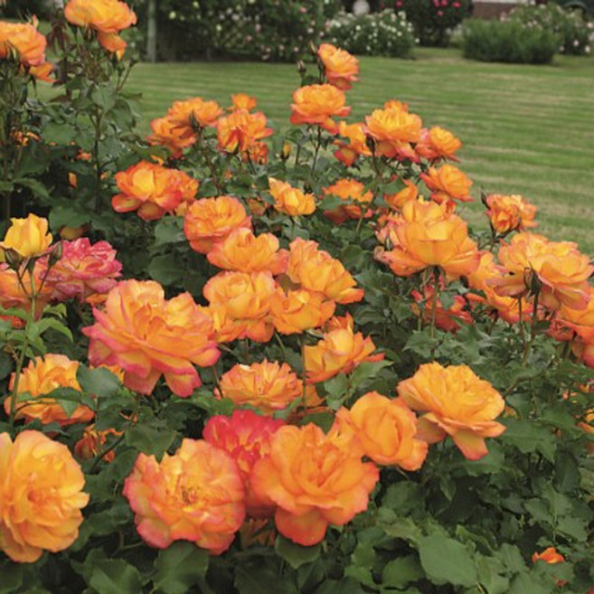 유럽 덩굴장미나무 사계 넝쿨 장미나무 묘목 안젤라 스칼렛 사하라, 사계넝쿨 사하라(노랑)