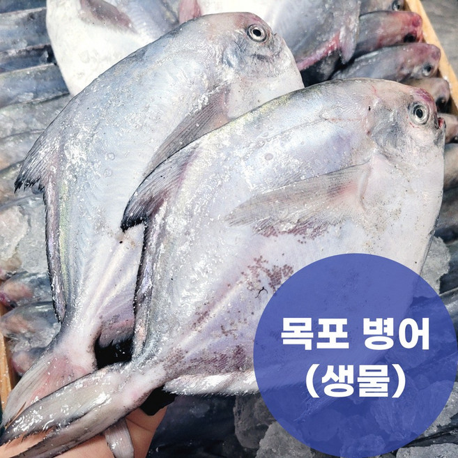 병어 추천 TOP10 — 제철 목포 국산 병어 당일조업 산지직송 1kg(4~5미