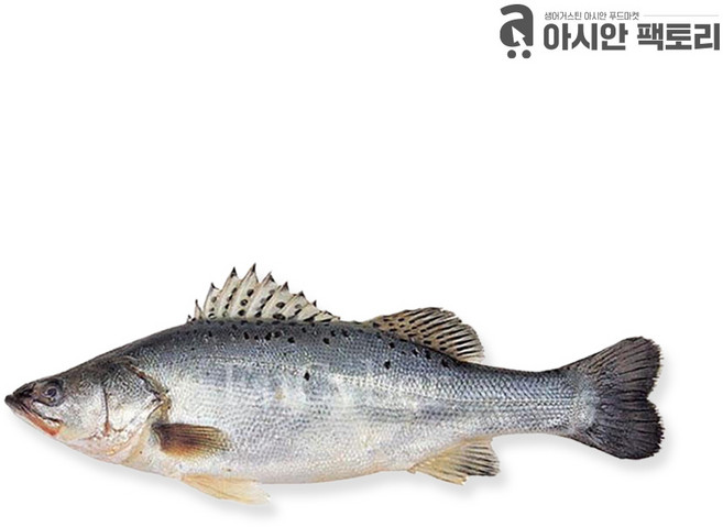 농어 1kg 5마리 직수입 냉동농어 태국 베트남 음식 농어요리 아시안팩토리, 냉동 농어 1kg 5개, 5개
