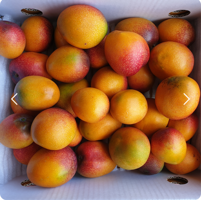 제주 애플망고 특대과, 1박스, 제주 애플망고 특대 1kg(
