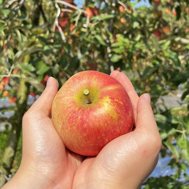 [초특가 할인] 가정용 실속형 부사 사과, 1박스, 실속형 부사 사과 가정용 소과 4kg 23-29과