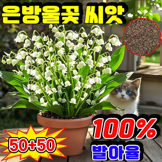 [겨울 추천] 1+1 매달린 화분 은방울꽃 풍부한 향기과 사계절 개화 보장증정, 100개