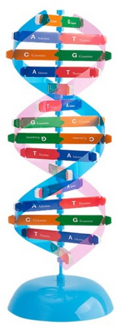 (미래과학)DNA이중나선입체모형키트, 1개