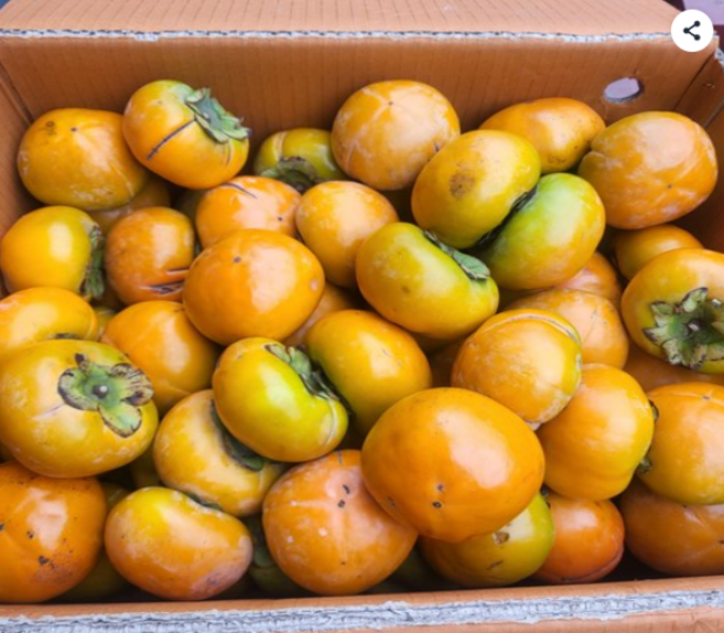 햇 아삭아삭 단감 가정용, 1개, 10kg