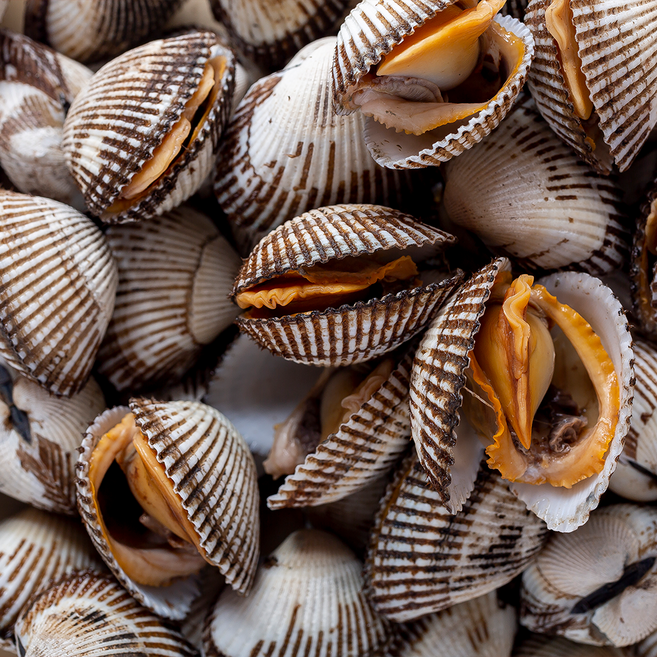 벌교 제철 꼬막 조업 새꼬막 산지직송, 1박스, 특대 10kg