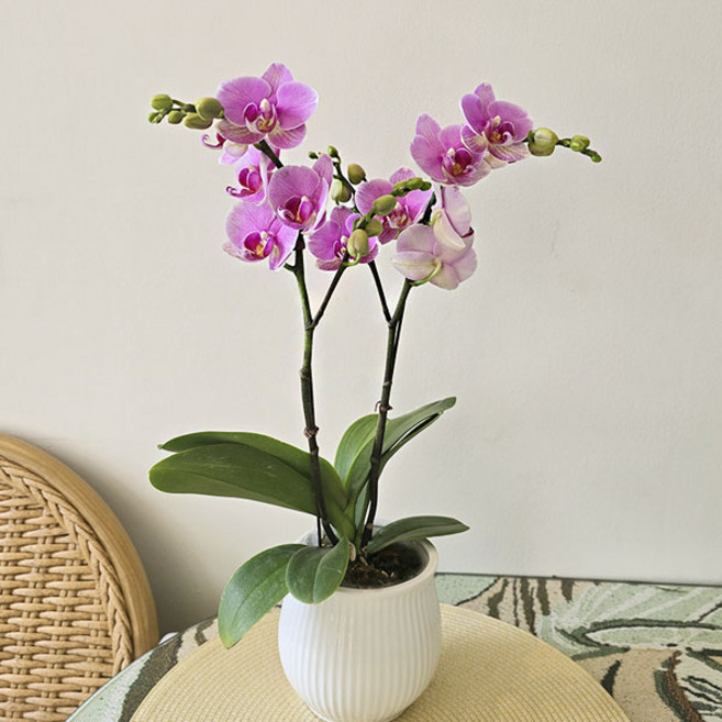 호접란 핑크레이 서양란 쌍대 오래가는꽃, 1개, 포트