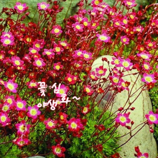 꽃심야생화 샥시프라가-레드 10cm화분묘 암석식물 봄장기개화 다년초, 3개