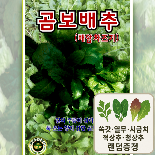 곰보배추씨앗 1000립 1500립 2000립 배암차즈기 국내 채종 종자, 2000개