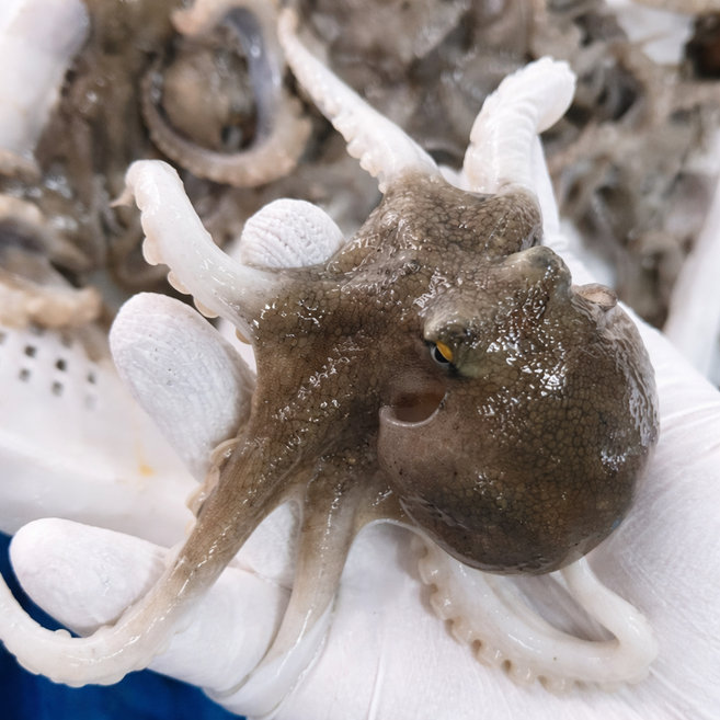 [100마리한정]생물 알배기 활쭈꾸미, 1개, 1kg