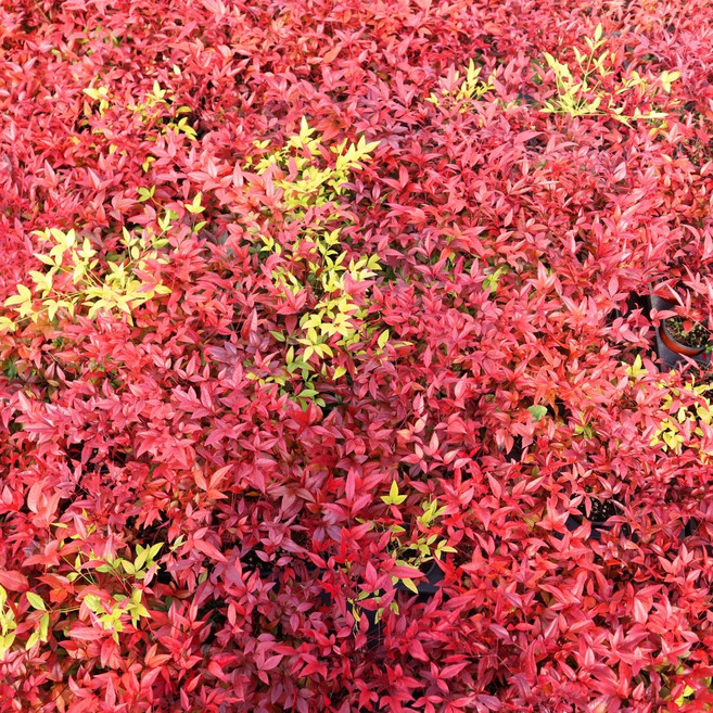 남천나무 빨간색 노란색 황금색 단풍 묘목 조경수 정원수 카페 팬션 인테리어 공기정화식물, 빨간 남천, 10개
