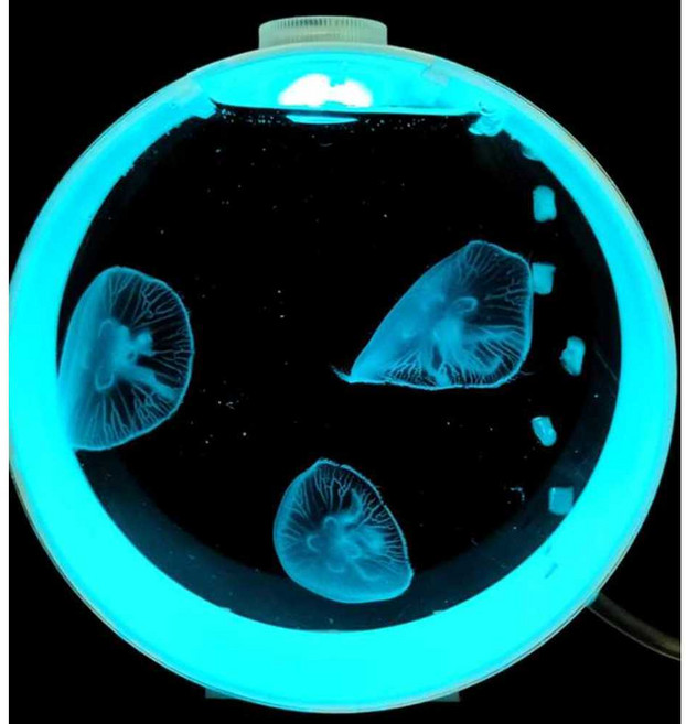 해파리 키우기 어항 수조 열대어 관상용 수초 세트, 해파리 어항 (해파리는 포함되지 않습니다), 1