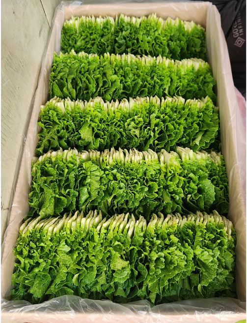 싱싱한 잎쌈배추 [특품], 1kg