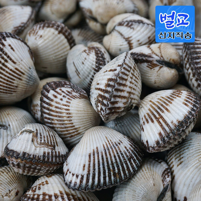 [당일조업] 살이 꽉찬 제철 벌교 꼬막 새꼬막 1kg 2kg, 1개, 꼬막 (270미 내외) 3kg