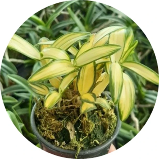 무늬석곡/금용/황설/석곡난/Dendrobium moniliforne /착생란/ 석부작/ 목부작, 은용, 1개 - 쿠팡