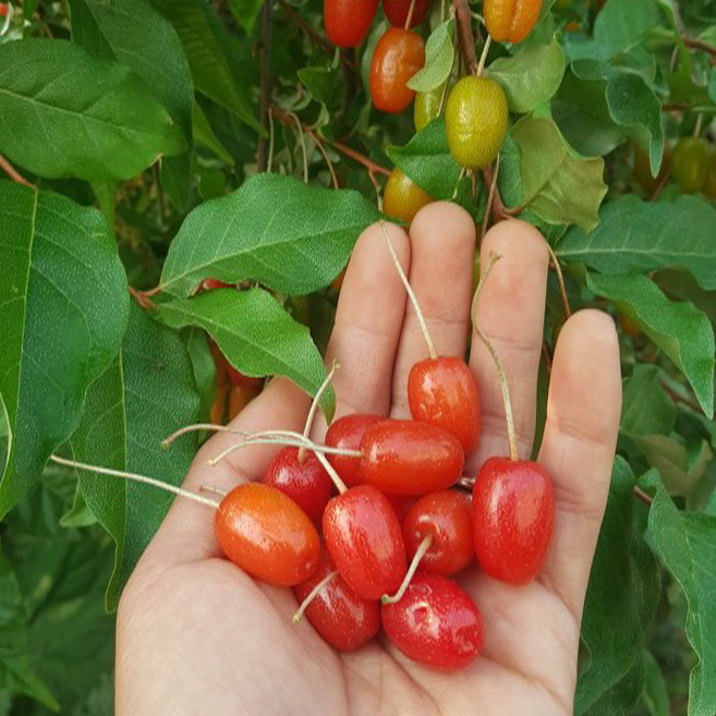목하원예조경 왕보리수나무 묘목 왕보리수 삽목2년생 노지월동 정원용 유실수 열매나무, 단일, 1개