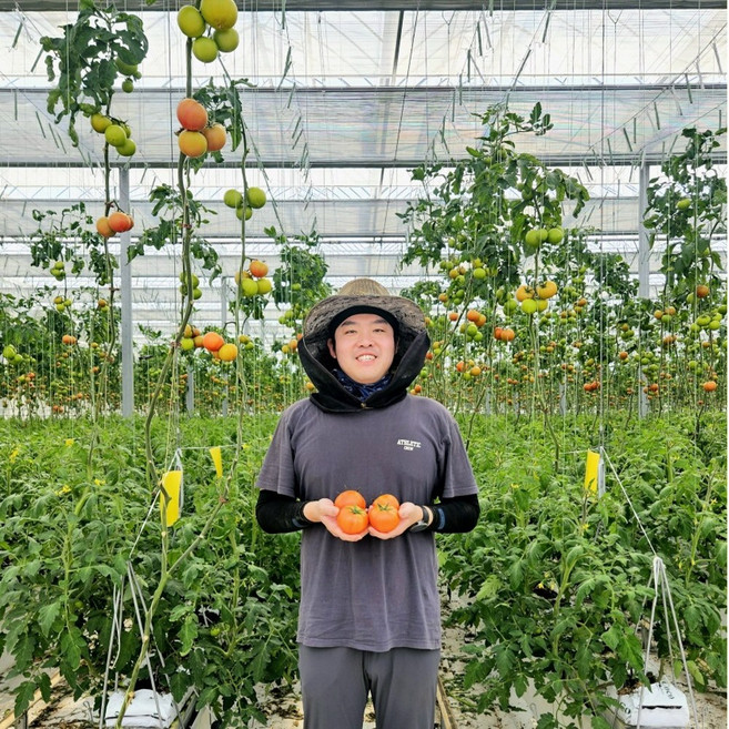 스마트마토 완숙토마토 산지직송 유럽종 5kg 스마트팜 연중생산, 1박스, 5kg 중과(정품)