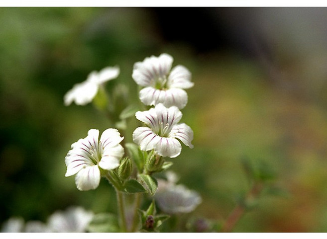 [평창]이끼용담, 3개