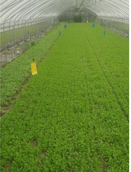 [바오팜] 국내산 유기농 어린잎 청경채 1kg, 1박스