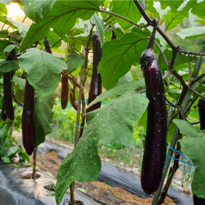 가지모종 (5개), 1개