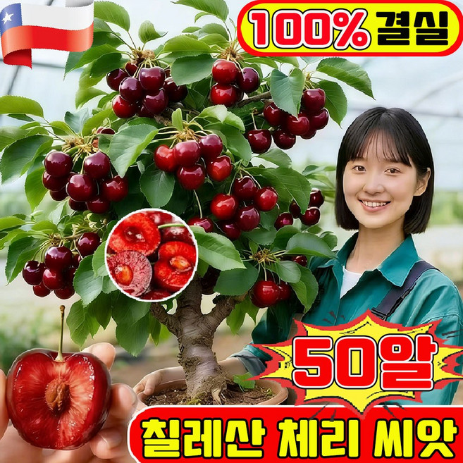 칠레산 체리 씨앗 4j급 라지 체리 씨앗 전수입 칠레산체리씨앗 생존보장채리씨앗 프리미엄 씨앗 다른 씨앗 랜덤 증정, 1개
