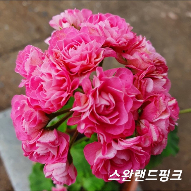 스완랜드핑크 유럽제라늄, 1개