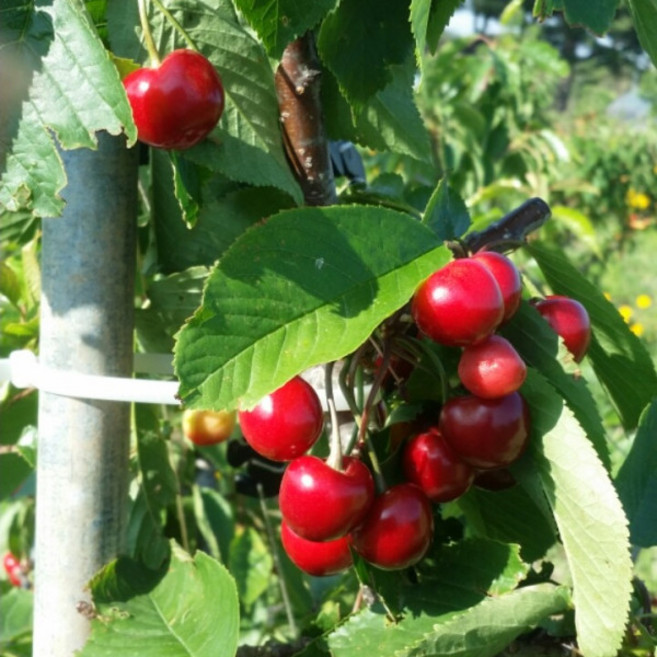 향수팜 노란색의 붉은빛의 화려한 색감의 레이니어 체리묘목(우량대목)