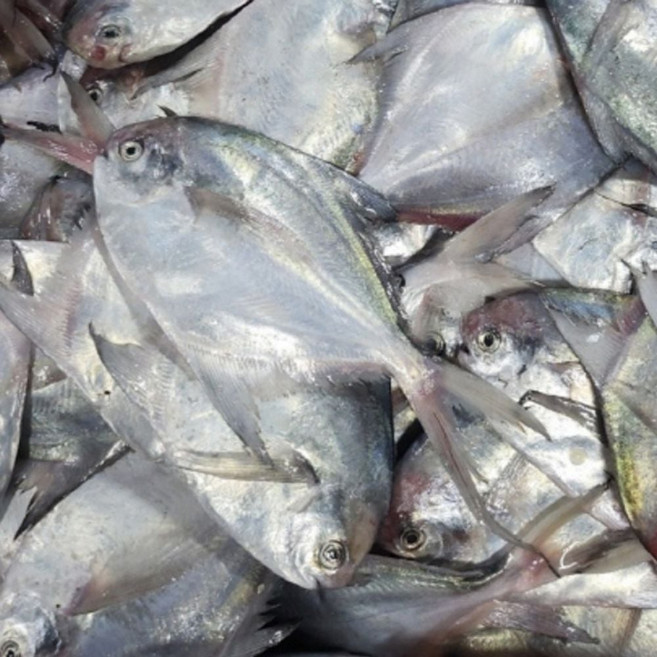 신선한 국내산 냉동 병어 2kg 급냉 횟감용 초밥 별미 요리 재료 구이 dar333IM, 1개, 단일