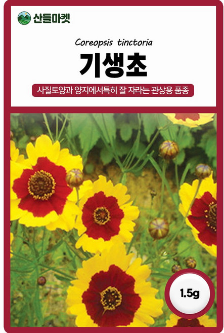 다농 기생초 씨앗 1.5g, 3개