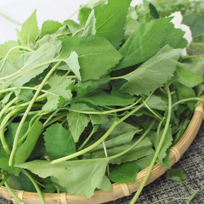 봄나물/생취나물 4kg 1박스 자연대로팜웨이, 1개