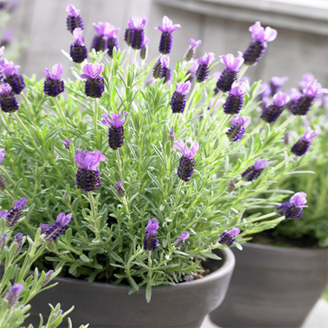 프렌치라벤더 씨앗 소포장 대포장, 1개, 소포장 20립