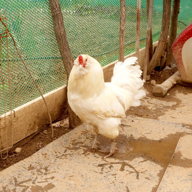 (부화알) 백아메라우카나 유정란, 10개