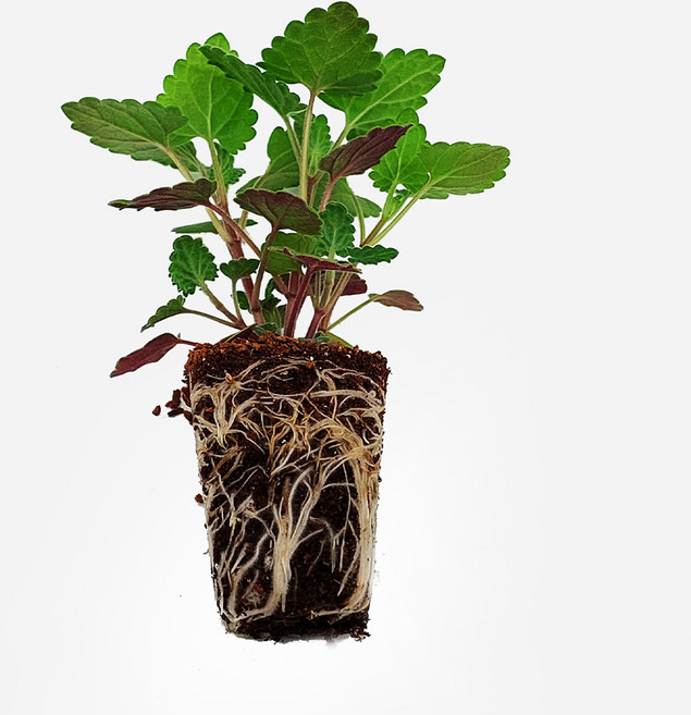 마이플랜트 캣닢 캣민트 모종, 3개