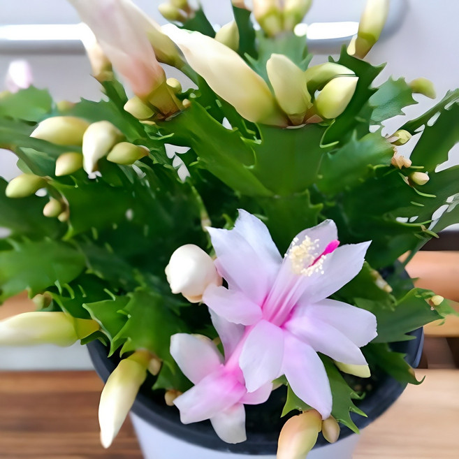 [용이네화원] 흰눈꽃 게발선인장 159 화원 농원 천리향 금전수 호야