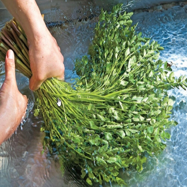 [싱싱한 사계절]당일수확 국산 싱싱하고 향긋한 청도 미나리, 1박스, 1kg